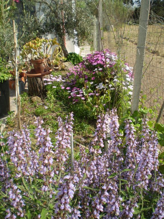 Il Giardino Di Emilio Bed & Breakfast Marrubiu Room photo